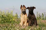 BOUVIER DES ARDENNES 220